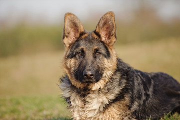 Young German Shepherd