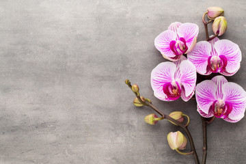 Spa orchid theme objects on grey background.