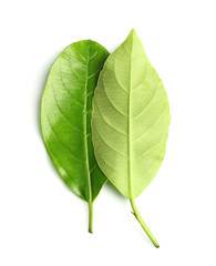 Obraz premium Green leaf