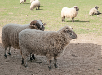 Fototapeta premium sheeps in meadow