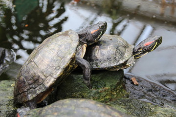 Fototapeta premium Schildkrötenliebe