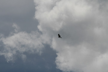 Bearded vultures flying high above the Maletsunyane Falls in Semonkong, Lesotho