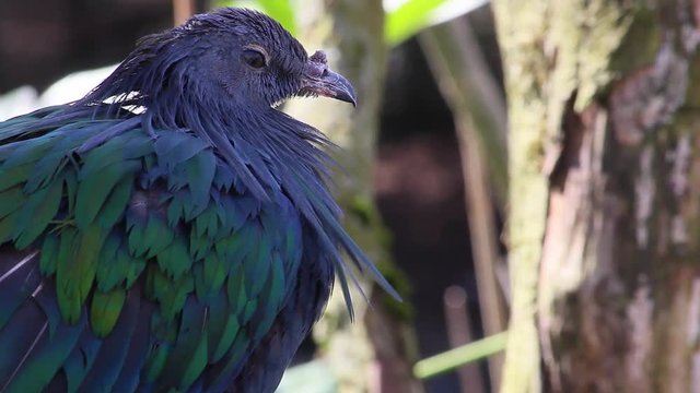 Beautiful Nicobar Pigeon Perched and Observing its Surroundings
