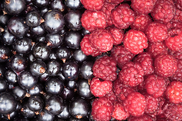 Mixed berries background with ripe delicious raspberries and black currants in fifty fifty proportion