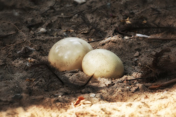 Ostrich eggs