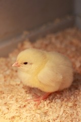 Yellow chick in cage © neppen1