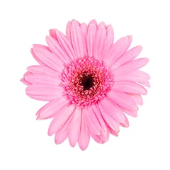 Crédence de cuisine en verre imprimé Gerbera Pink gerbera daisy  isolated on white background