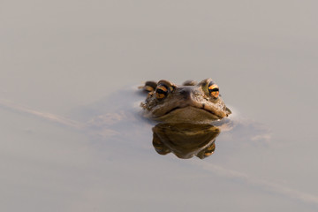 Erdkröten (Bufo bufo) bei der Paarung im Teich