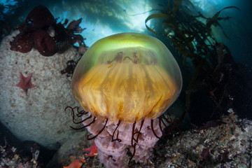 Naklejka na ściany i meble Sea Nettle Jellyfish in Kelp Forest