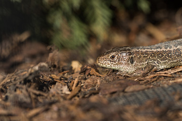 Head Basking Sand Lizard (Lacerta agilis) in the Bark Mulch