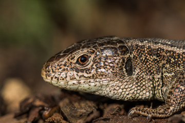 Detail of a Head Basking Sand Lizard (Lacerta agilis) in the Bar