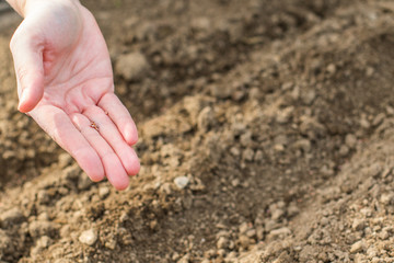 Seeds in Hand Sowing to Vegetable-Beds