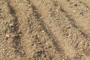 Lines for Sowing Seeds in Vegetable Flower-Beds