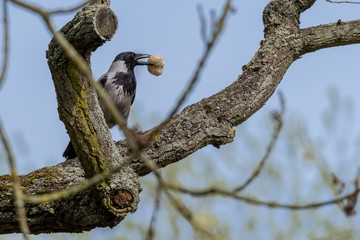 Nebelkrähe (Corvus cornix) mit Brötchen