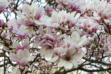 Naklejka premium Blossom pink magnolia flowers