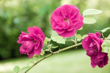 rosehip branch with lilac flowers