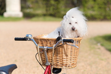 Beautiful and adorable bichon frise dog in the basket