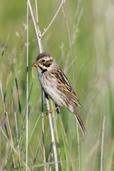 Reed Bunting (Emberiza schoeniclus, Schoeniclus schoeniclus)