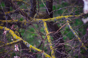 Branching spring tree branch