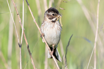 Reed Bunting (Emberiza schoeniclus, Schoeniclus schoeniclus)