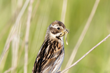 Reed Bunting (Emberiza schoeniclus, Schoeniclus schoeniclus)