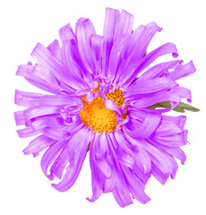 Obraz premium asters flower isolated on white background