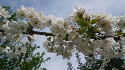 primavera sbocciano i fiori
