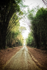 Obraz premium Rural road in bamboo forest