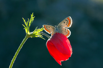 kelebek © mehmetkrc