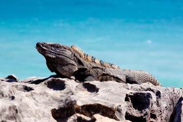 Iguana