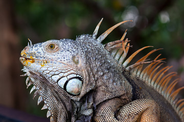 Iguana