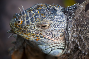 Iguana