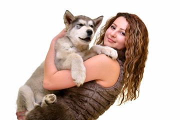 Obraz premium malamute
