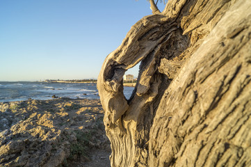 Antignano,la Tamerice. (Livorno)