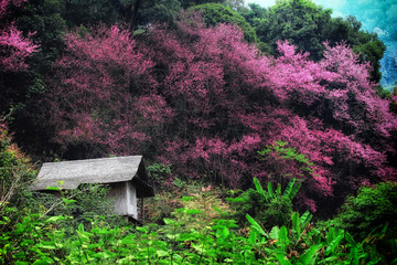 Superb Pink Cherry Blossom with antique house