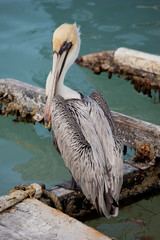 Pelican and dock