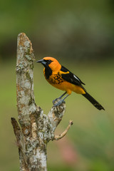 Spot-breasted Oriole