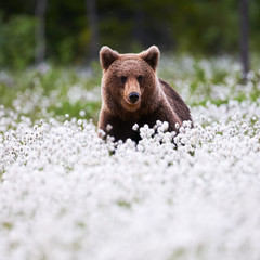 Beautiful bear among the cotton grass