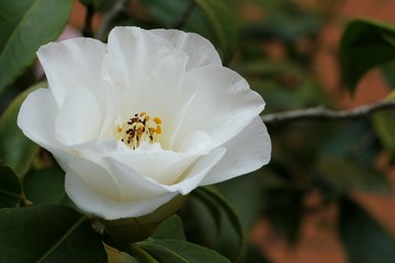 Camelia