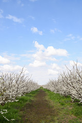 Flowering plum garden