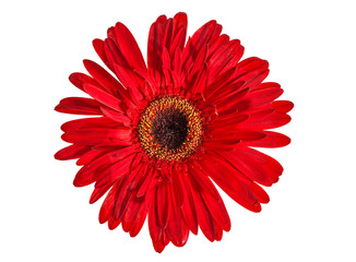 Red gerbera isolated on white.
