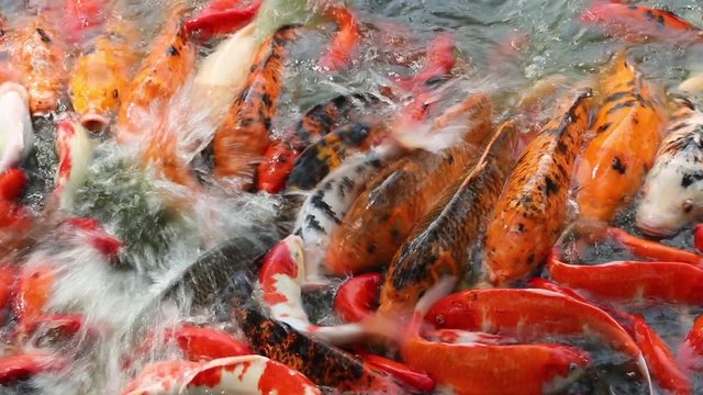 Colored carp feeding in shallow water in the pond, Beijing, China