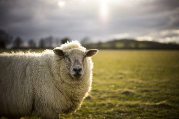 Naklejka premium Pregnant Ewe. Spring. Sheep in Cotswold Landscape. Cheltenham, UK
