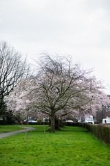 Blooming Tree Branches with White Flower