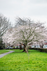 Blooming Tree Branches with White Flower