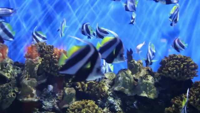 Featherfin Coachman (Heniochus acuminatus), is a tropical fishes