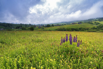 lupine flowers bush on spring meadow in mountains