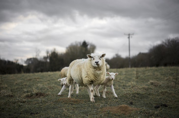 Sheep and Lambs in Cotswold Landscape. Cheltenham, UK - obrazy, fototapety, plakaty