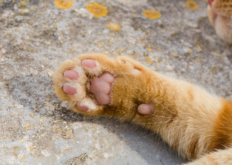 A ginger cat showing its pink paw pads