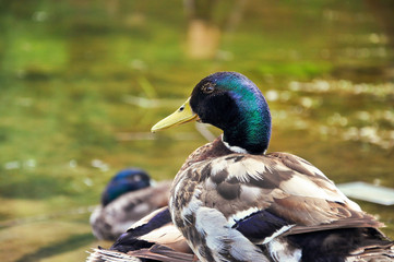 Mallard duck